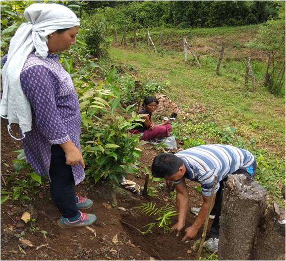 Agro Forestry